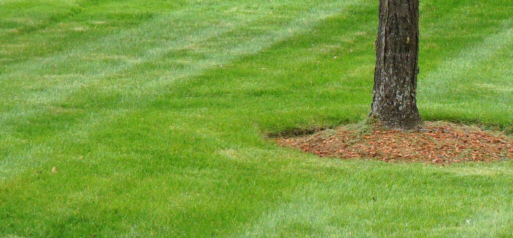 services lawncare services
